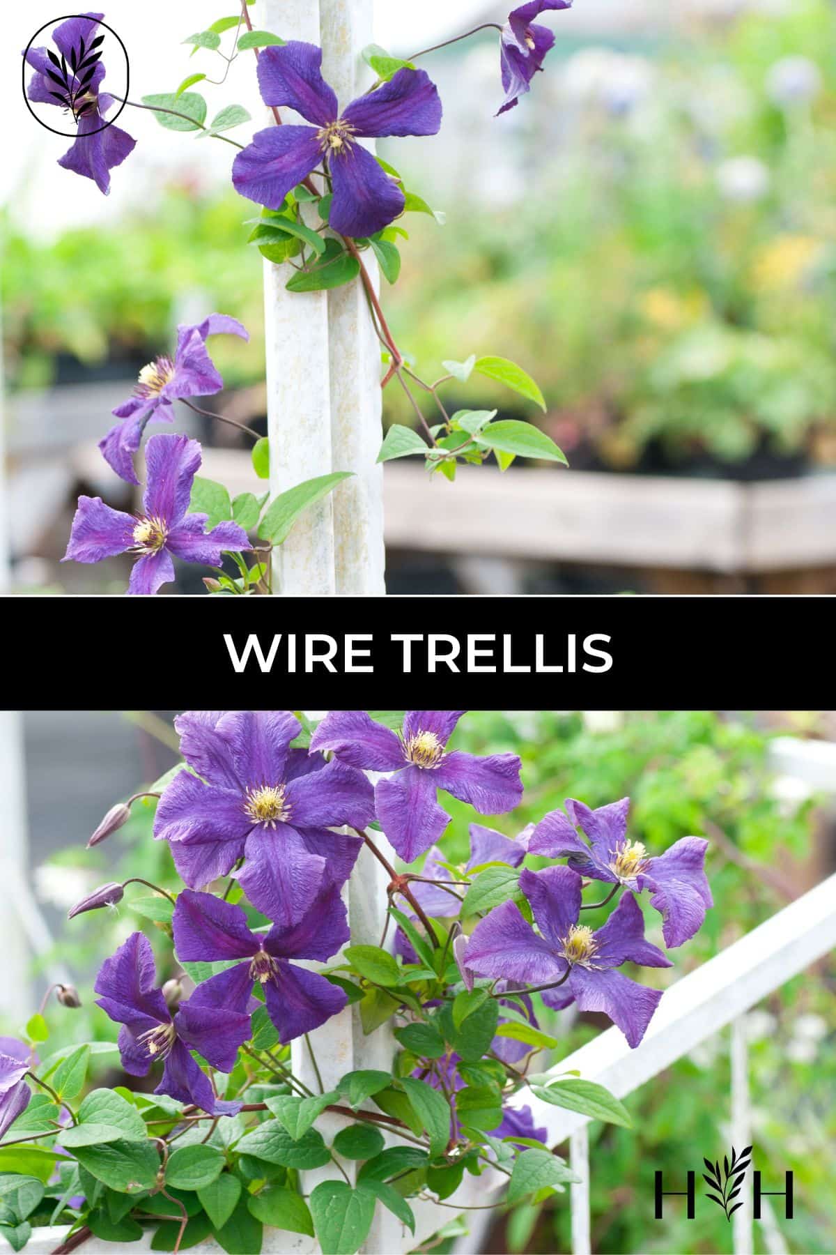 Wire trellis via @home4theharvest