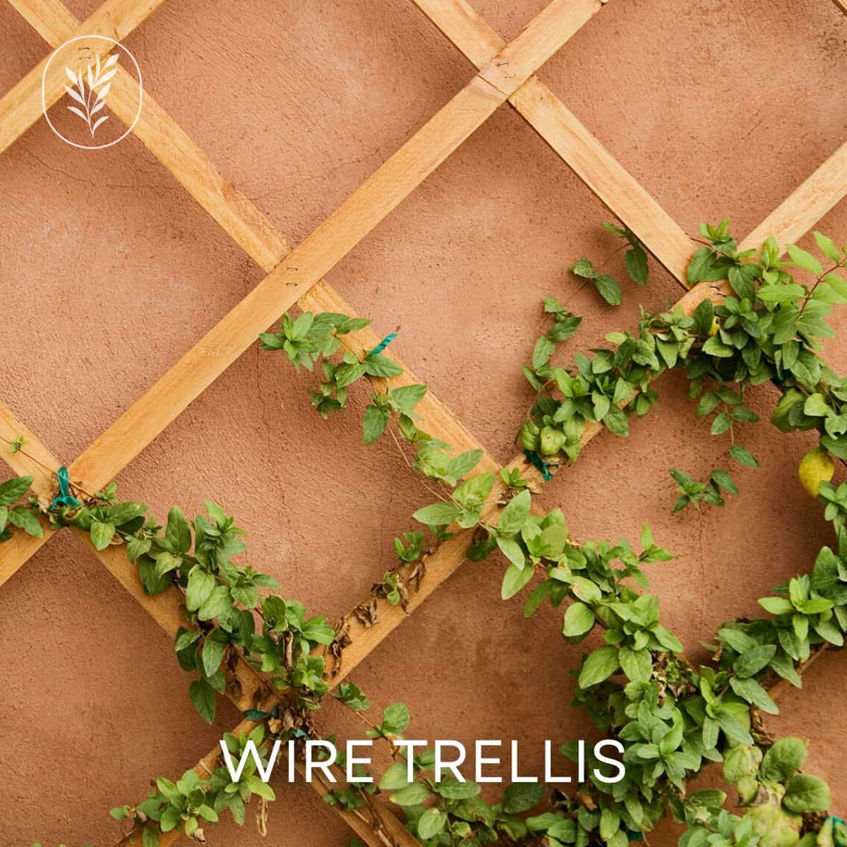 Wire trellis via @home4theharvest