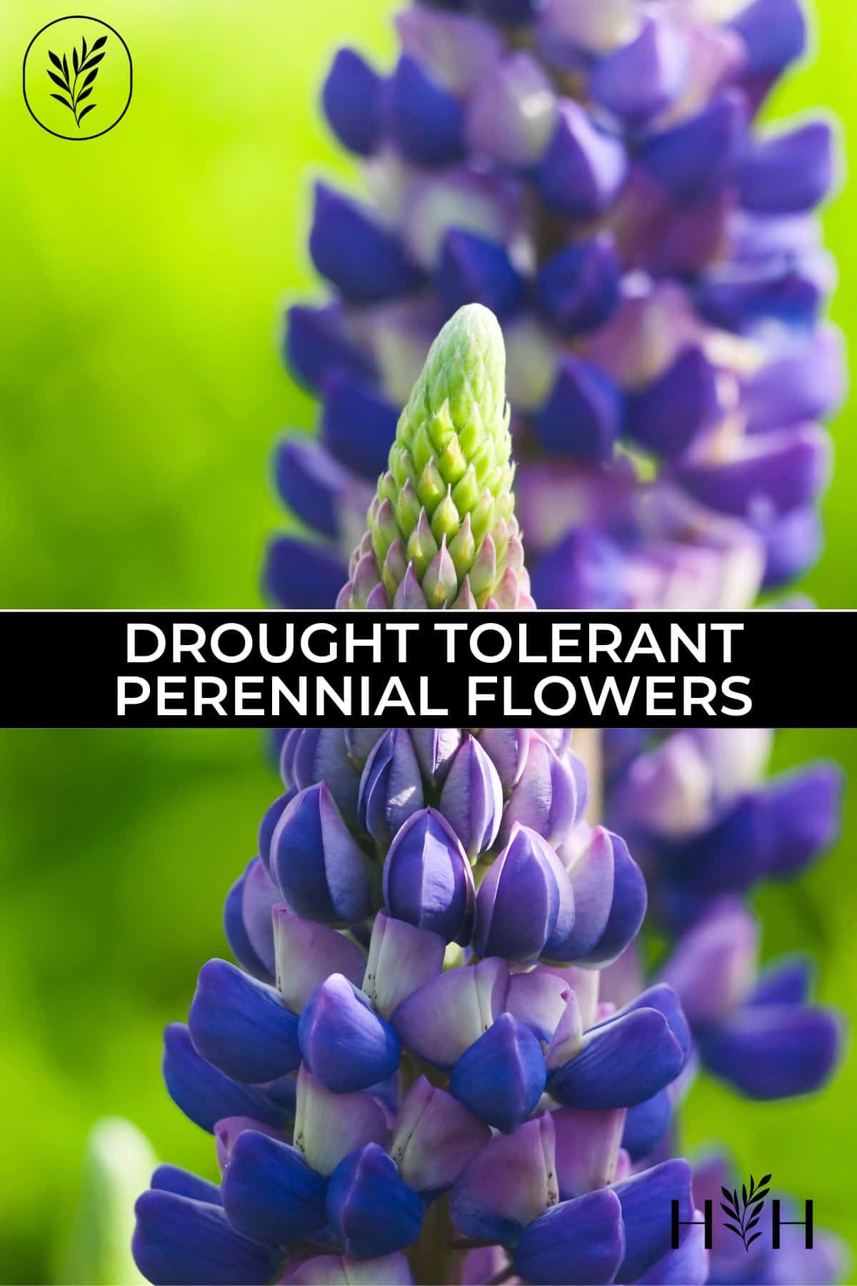 Drought tolerant perennial flowers via @home4theharvest