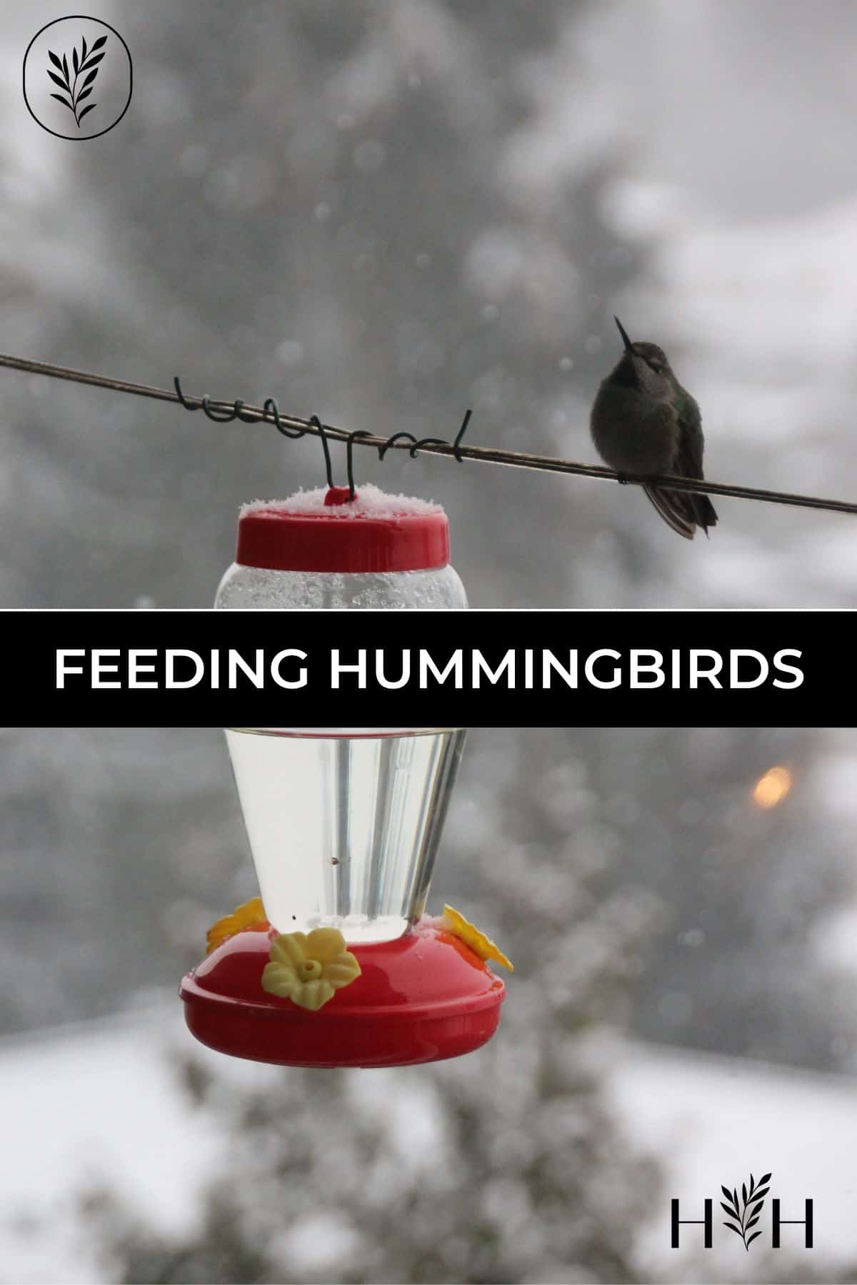 Feeding hummingbirds via @home4theharvest