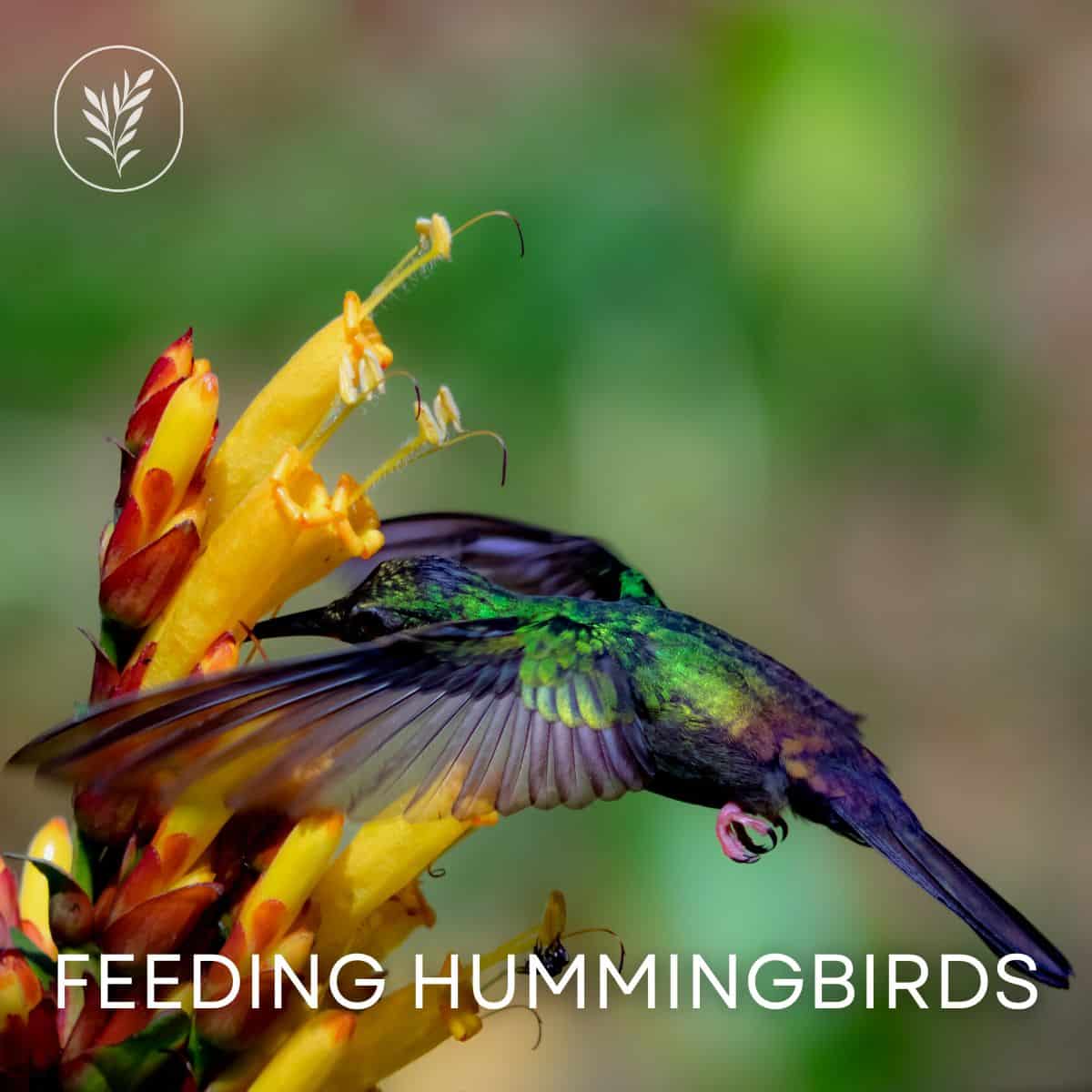 Feeding hummingbirds via @home4theharvest