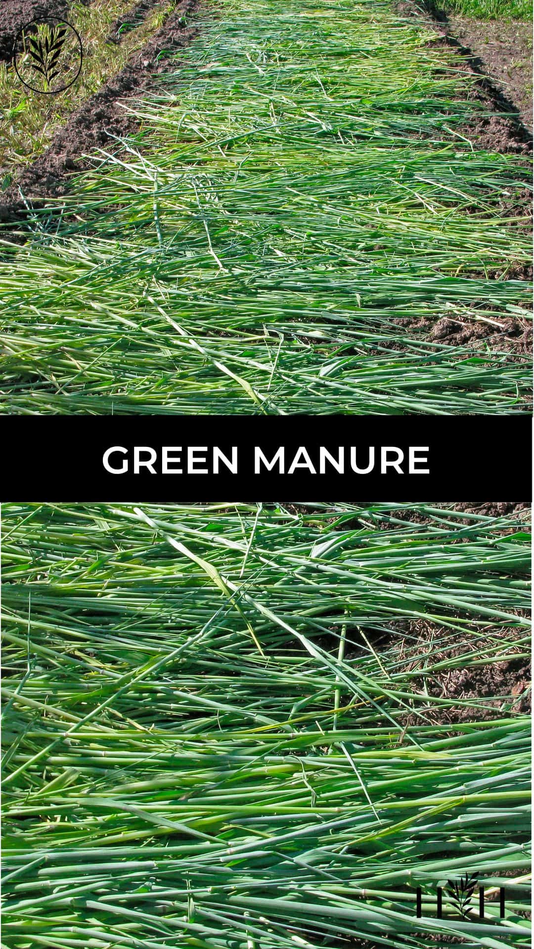 Green manure via @home4theharvest