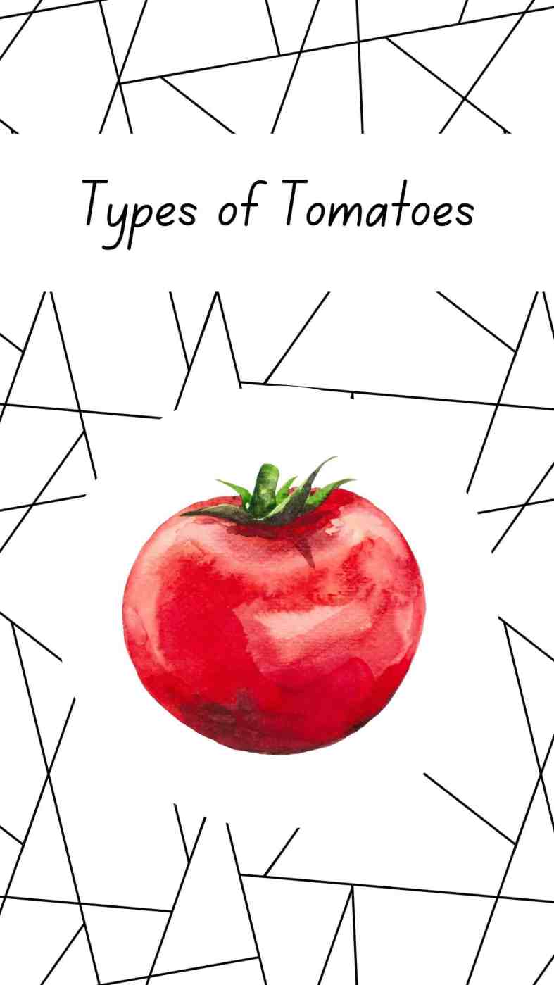 Types Of Tomatoes A Comprehensive Category Guide To Shapes, Sizes