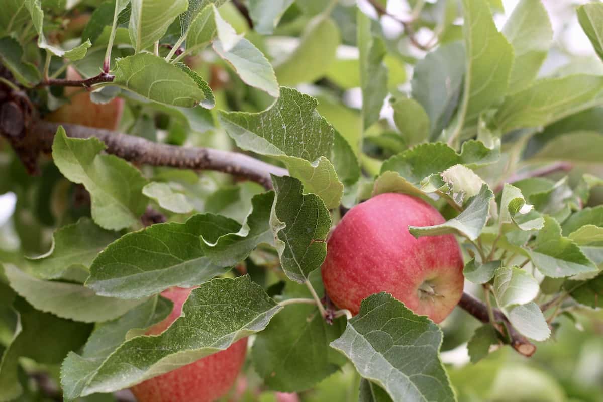 Gala Apples on Tree
