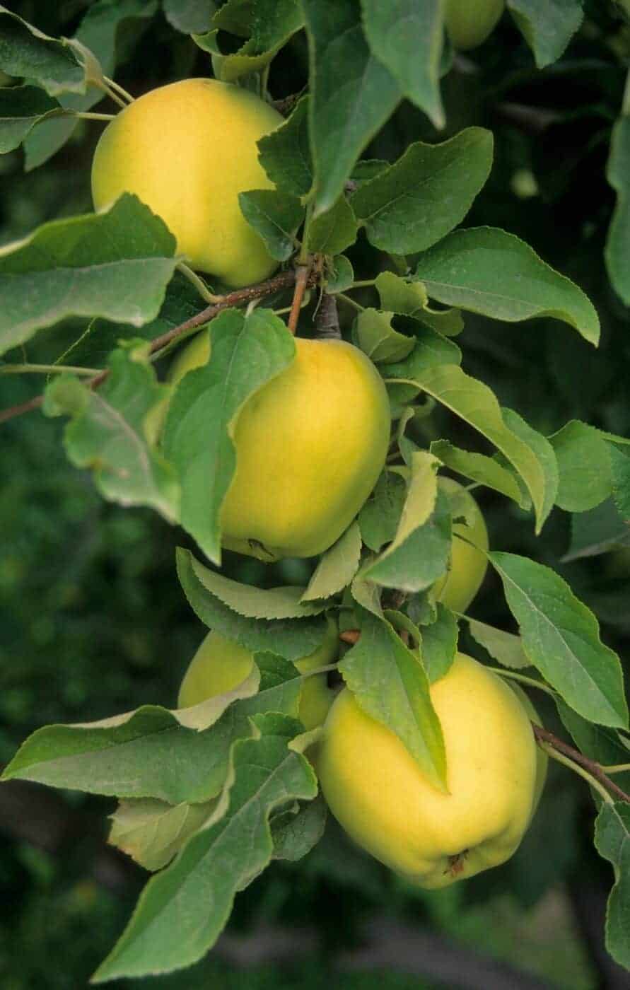 Golden Delicious apples 🍏 A true delight for your taste buds