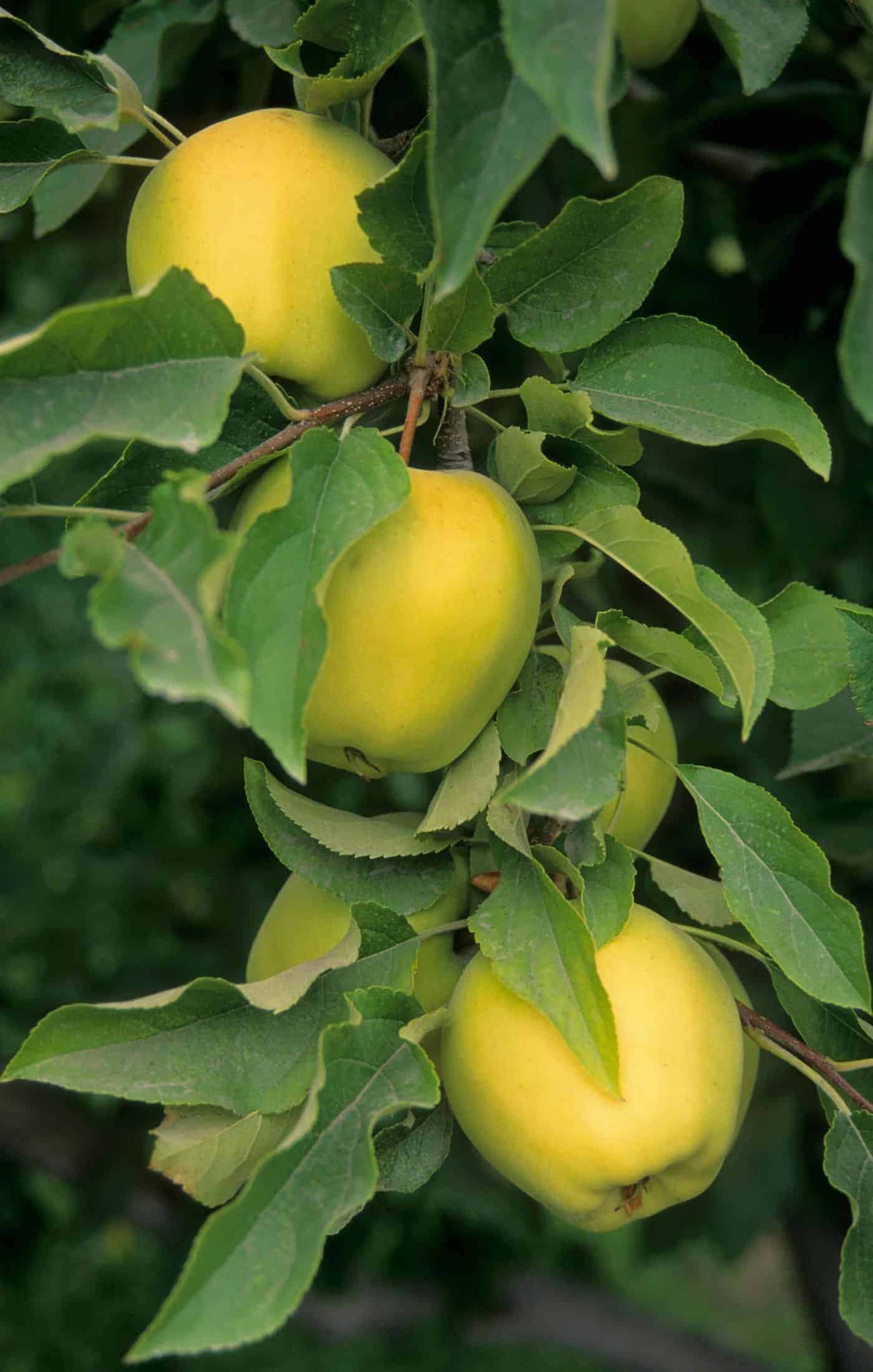 Growing golden delicious apples