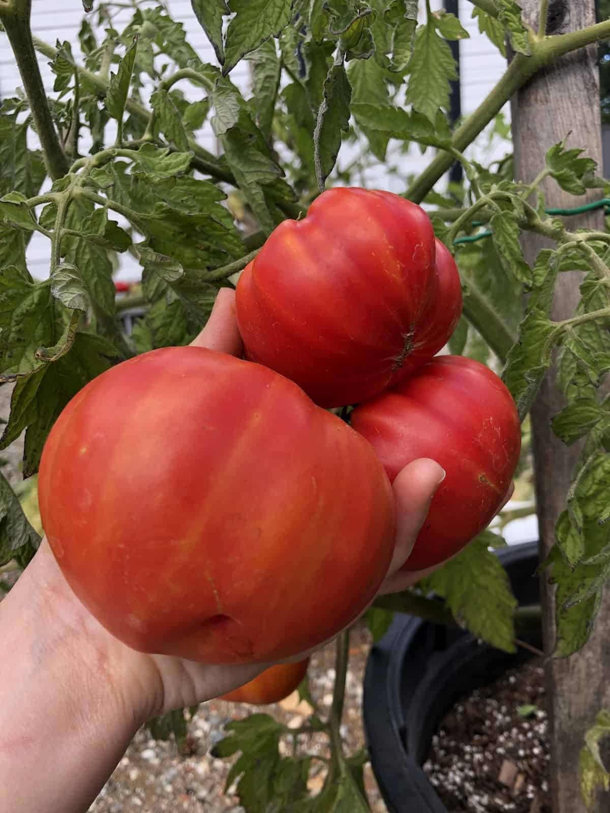 Harvesting ripe tomatoes in september