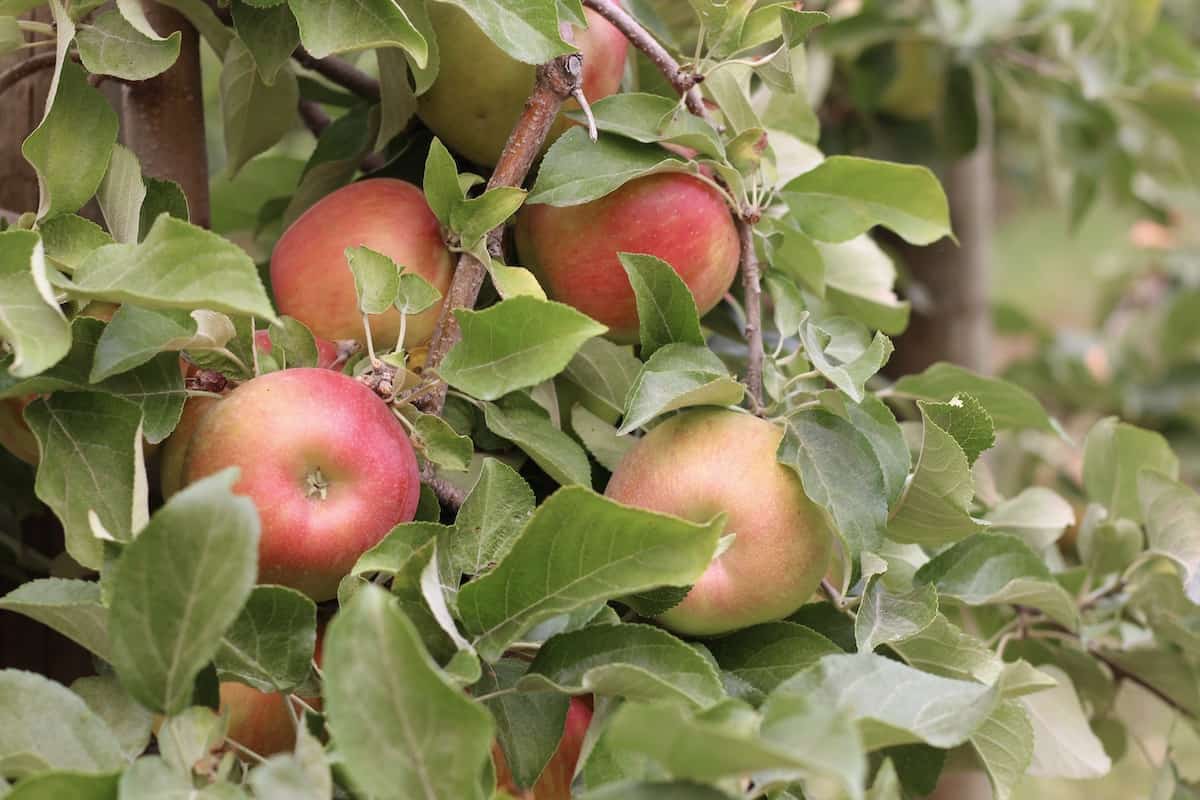 Honeycrisp Apples Growing in an Orchard