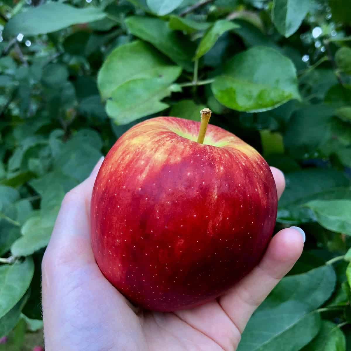Lovely ripe red apple held in a hand in the backyard