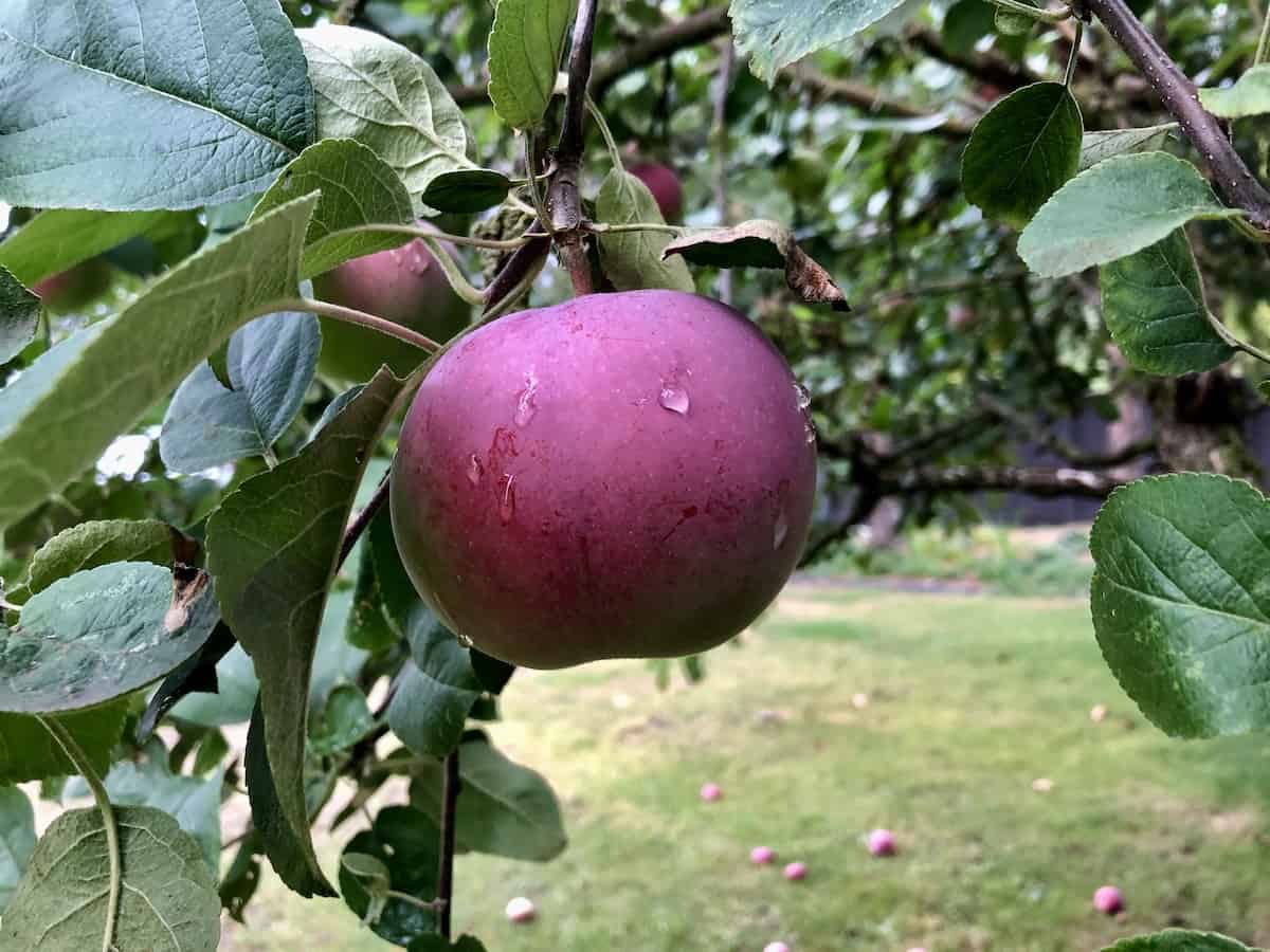 Mcintosh apple on backyard apple tree