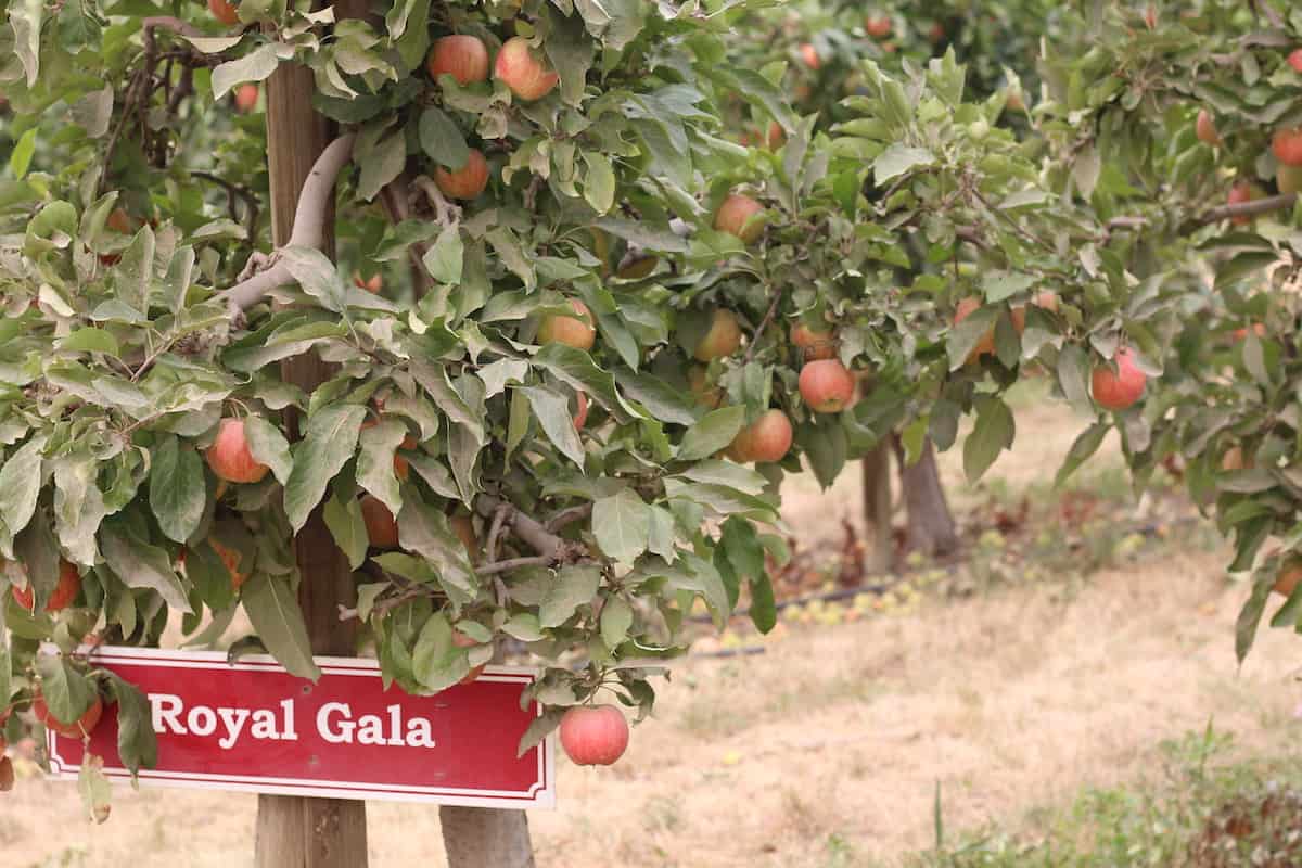 Royal gala apple sign with apples growing around it
