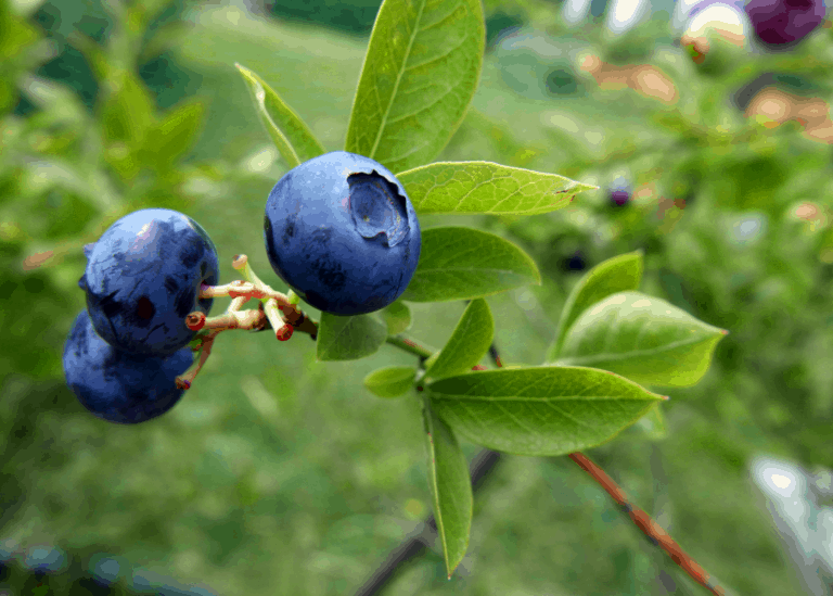 When to fertilize blueberries