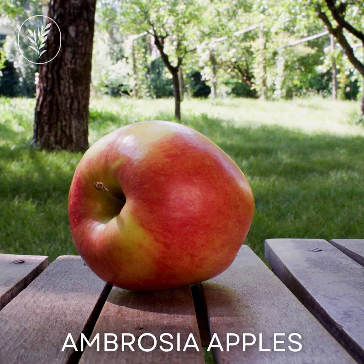 Ambrosia apples via @home4theharvest