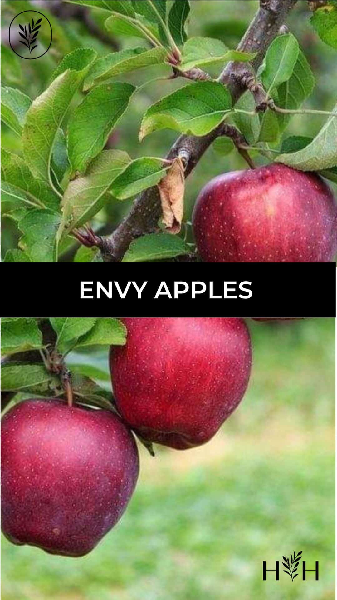 Envy apples via @home4theharvest