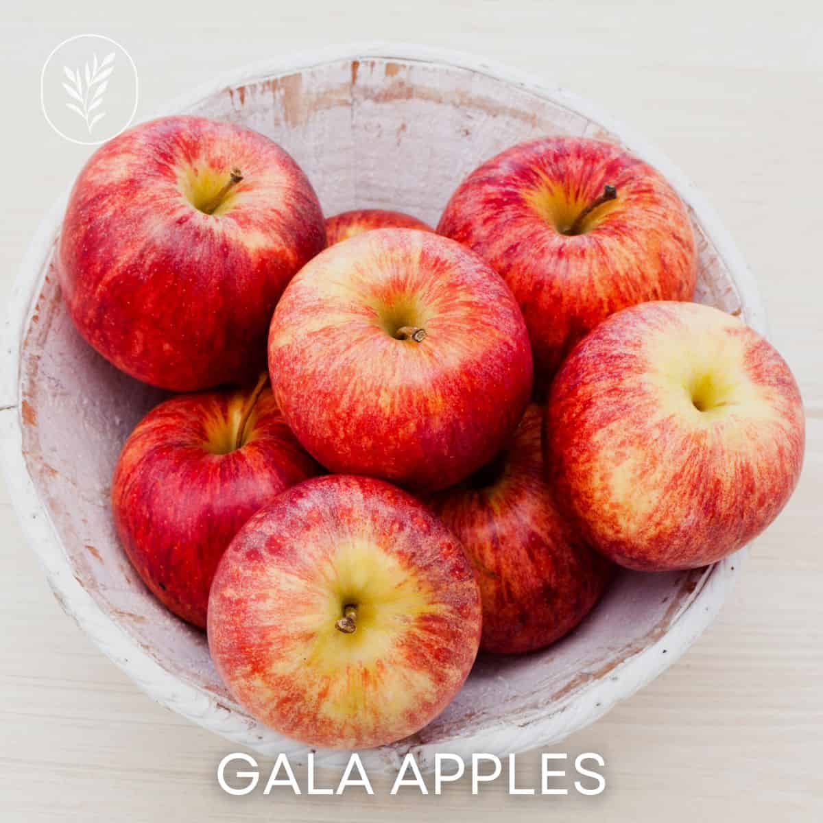 Gala apples via @home4theharvest