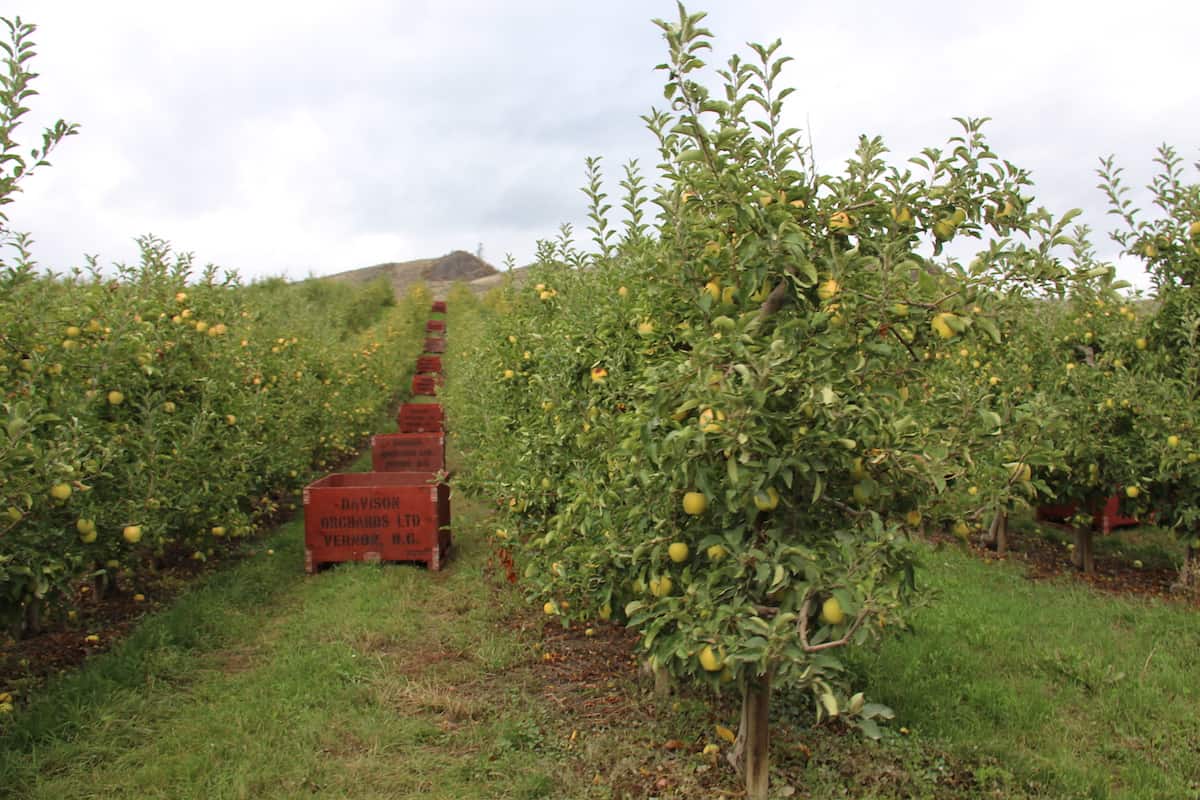 Granny smith apple orchard