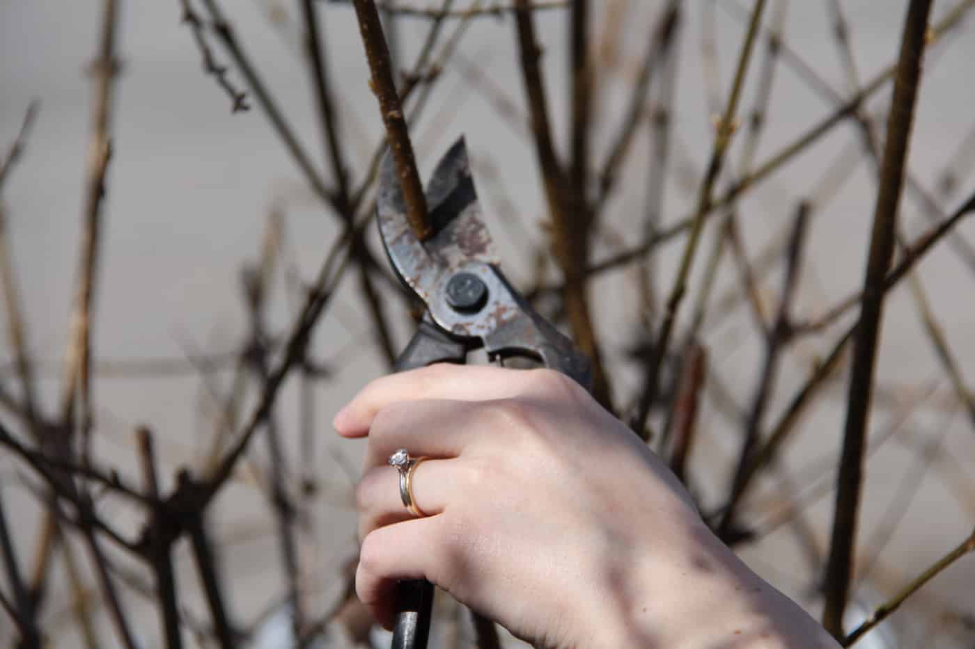 How to sharpen pruning shears
