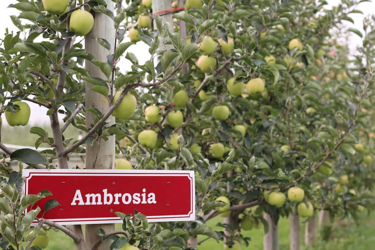 Organically-grown ambrosia apples