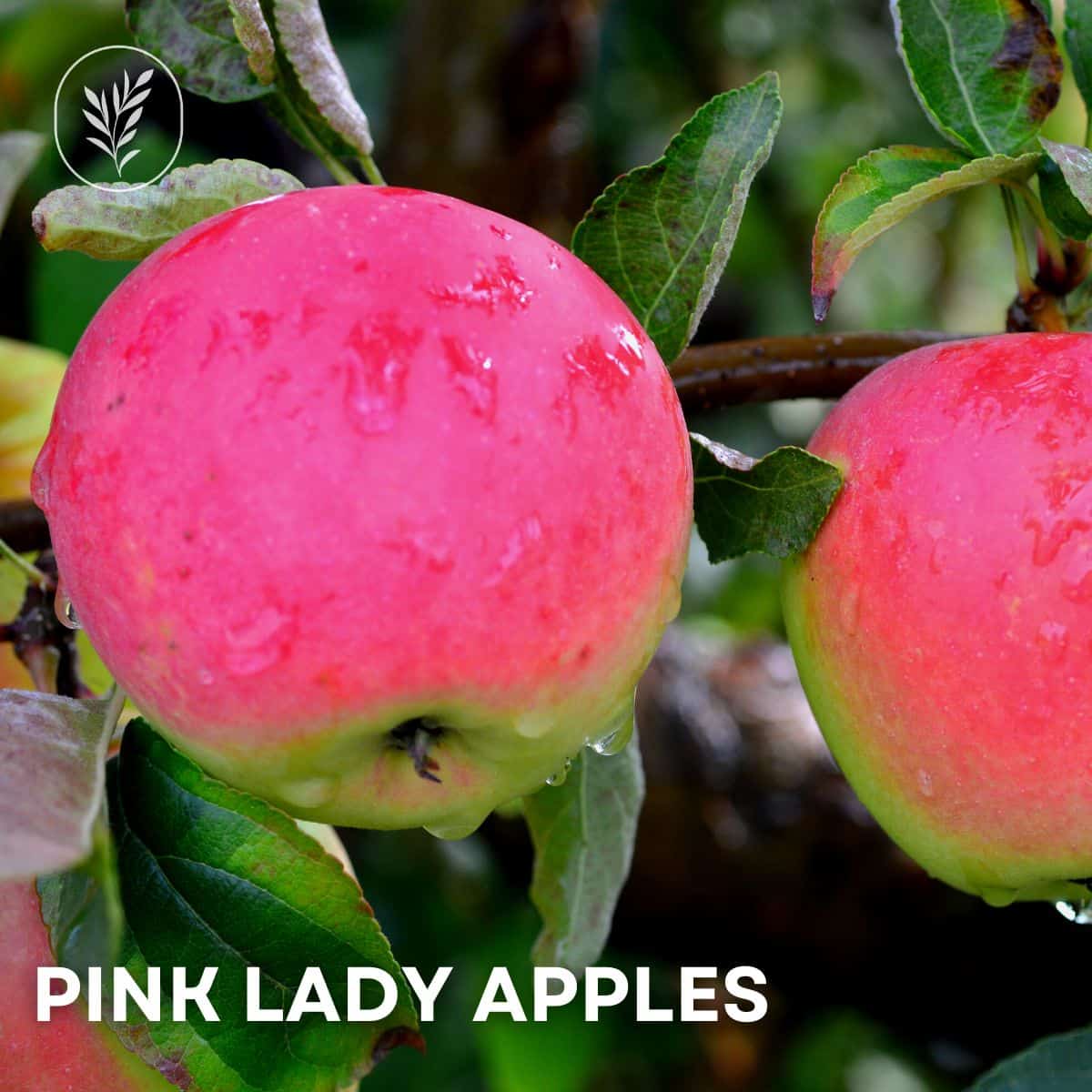 Pink lady apples via @home4theharvest