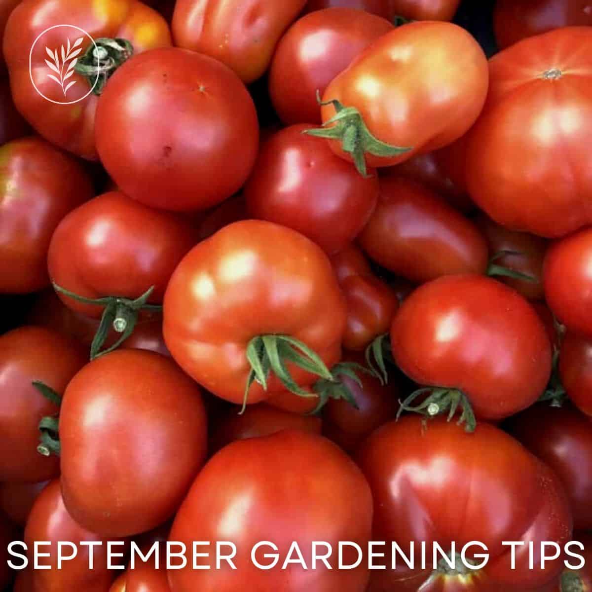September gardening tips via @home4theharvest