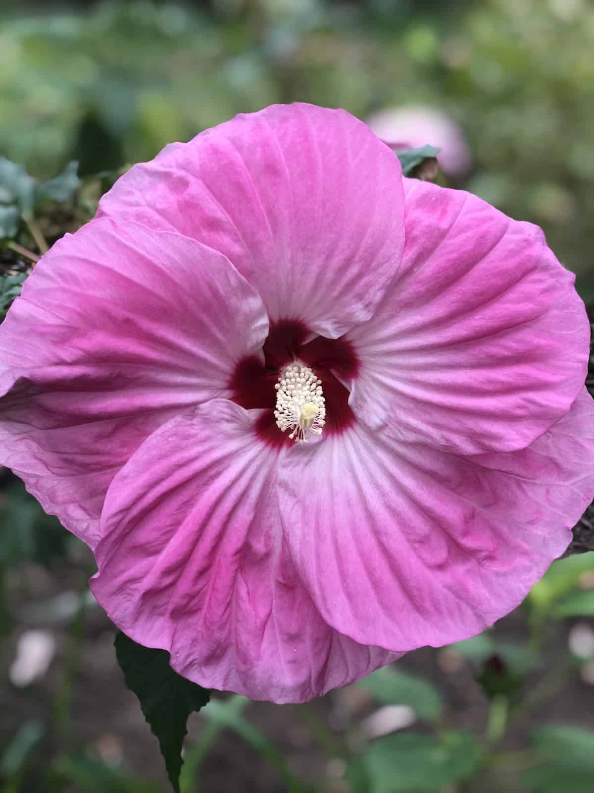 Autumn-blooming giant dinnerplate hardy hibiscus flower