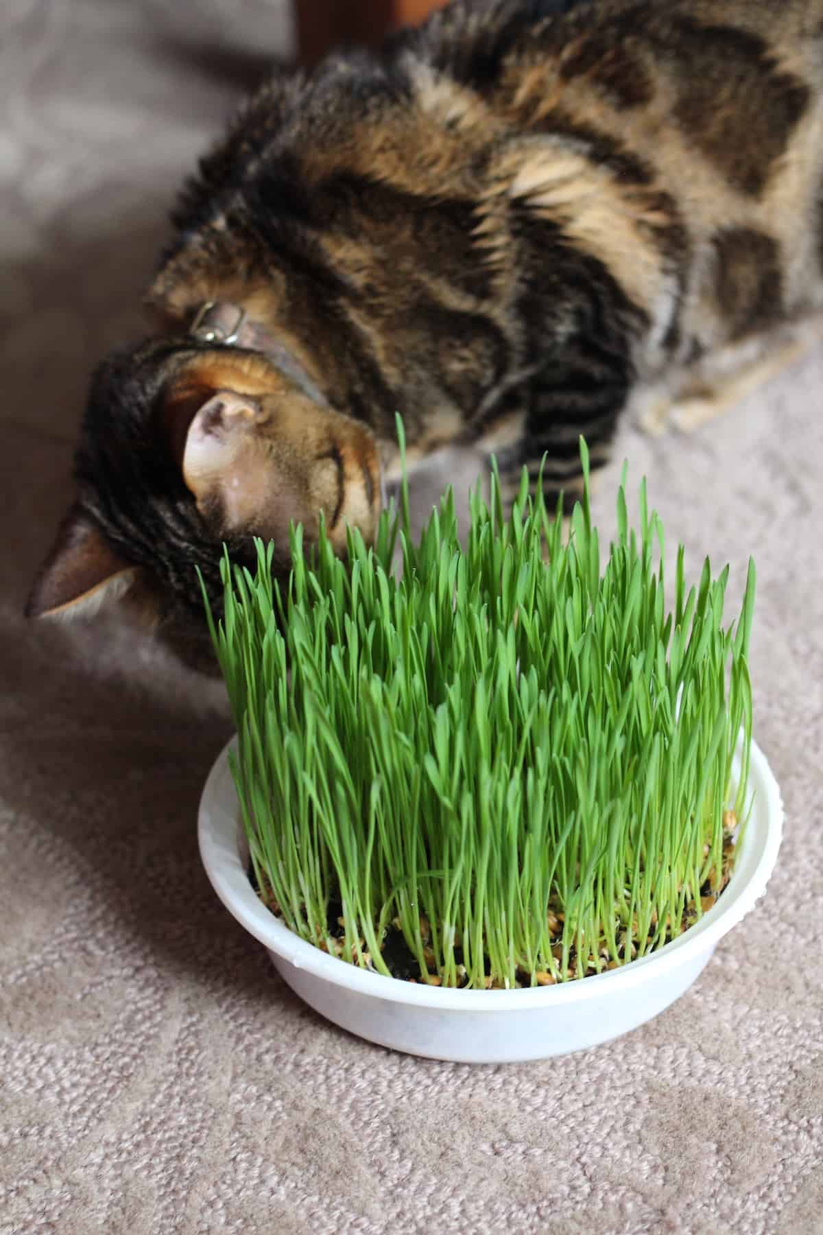 Bengal Cat Playing With Live Cat Grass