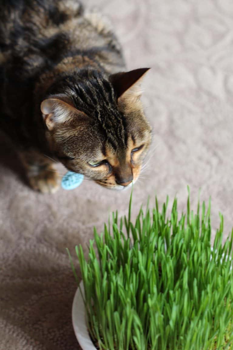 Cat grass - how to grow cat grass