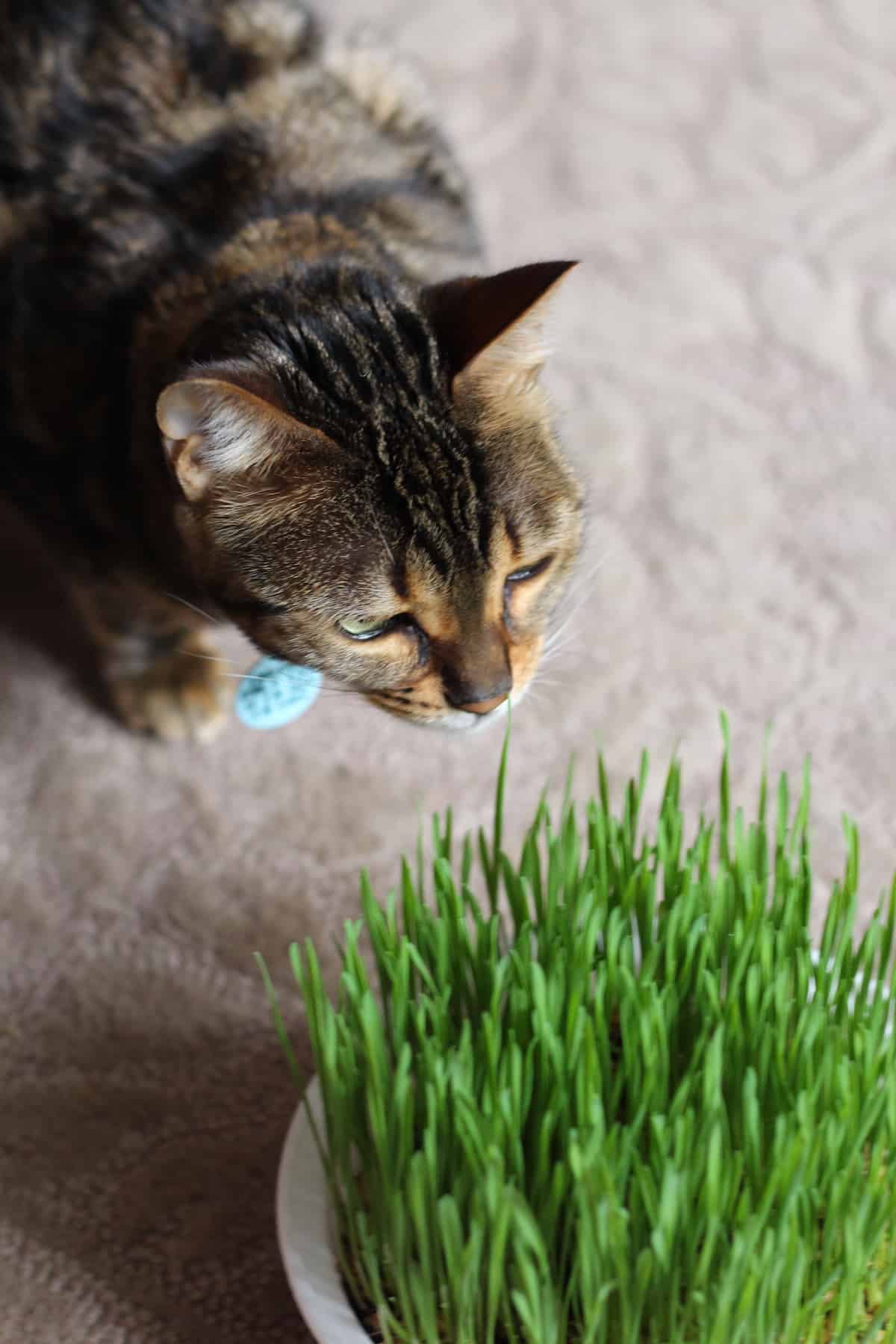 Bengal Cat with Cat Grass on Carpet