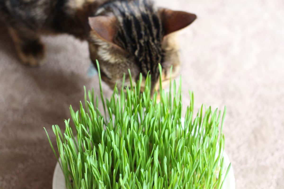 Cat checking out cat grass