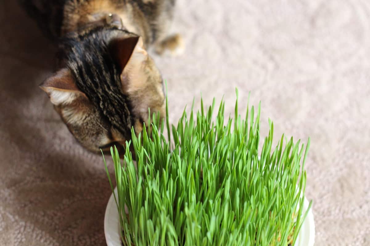 Cats love real cat grass