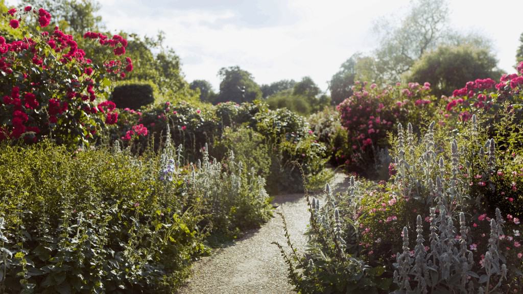 Dreamy english pathway with border gardens in bloom