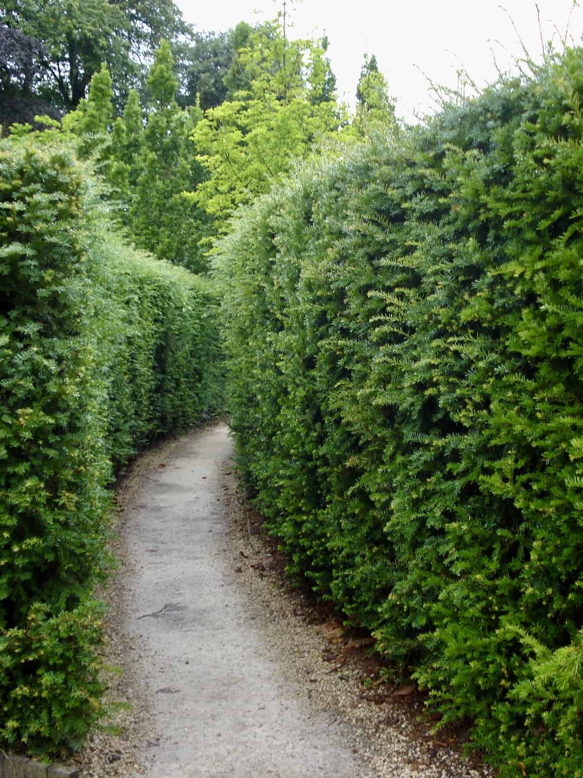 Evergreen hedges give landscaping structure in colder months