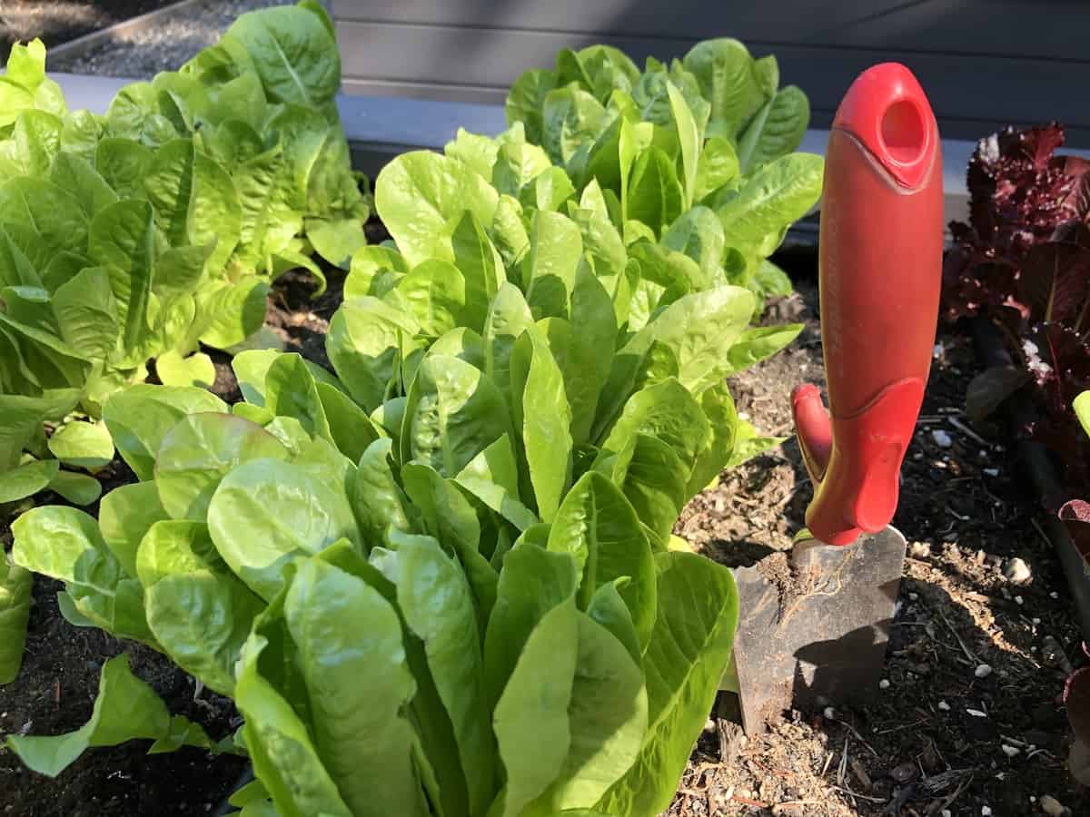 Fall vegetable garden growing green organic lettuce in a raised bed along with red trowel