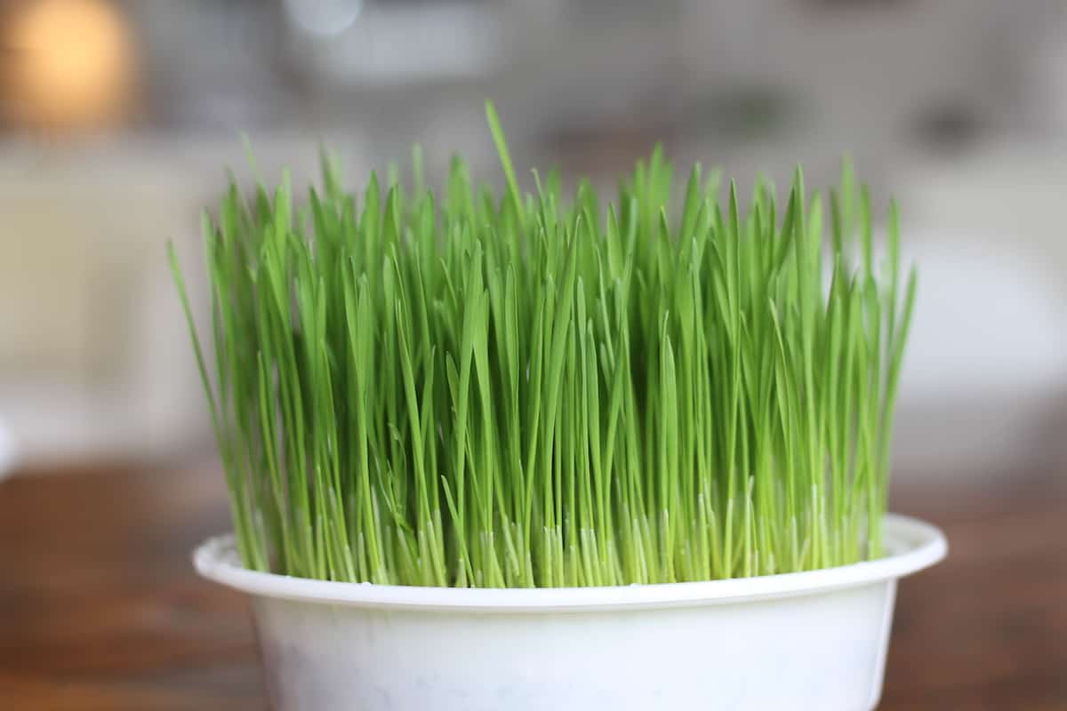 Freshly grown cat grass