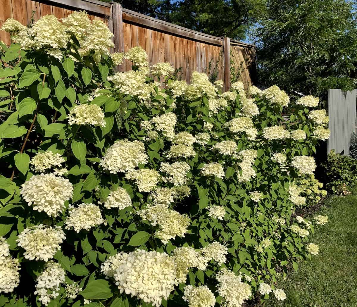 Hedge of little lime panicle hydrangeas in bloom - early fall