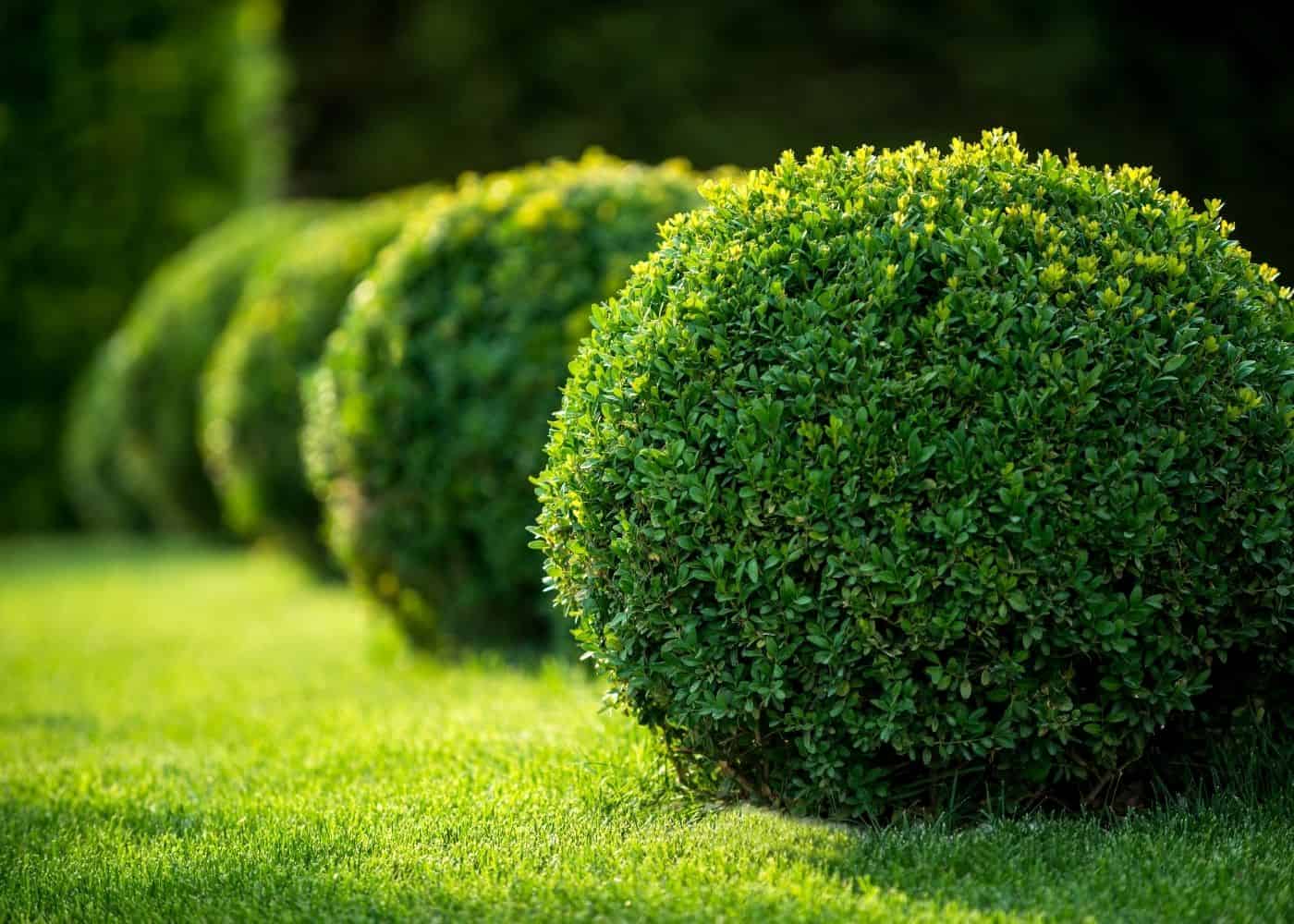 Japanese boxwood - ball topiaries in landscape