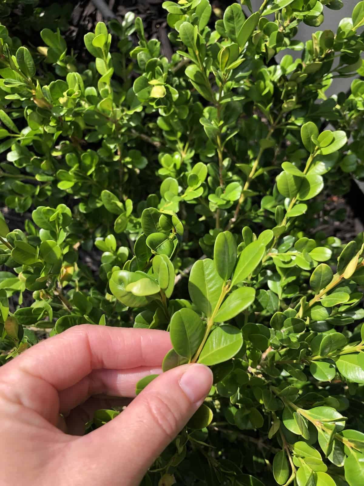 japanese boxwood plant care guide (buxus microphylla) | home for the harvest