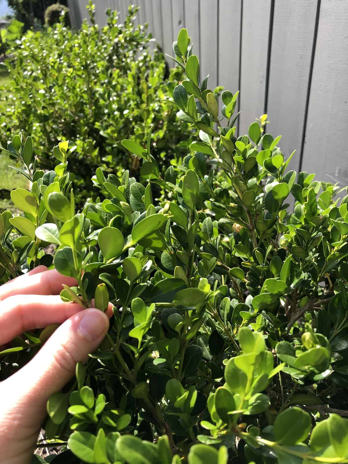 japanese boxwood plant care guide (buxus microphylla) | home for