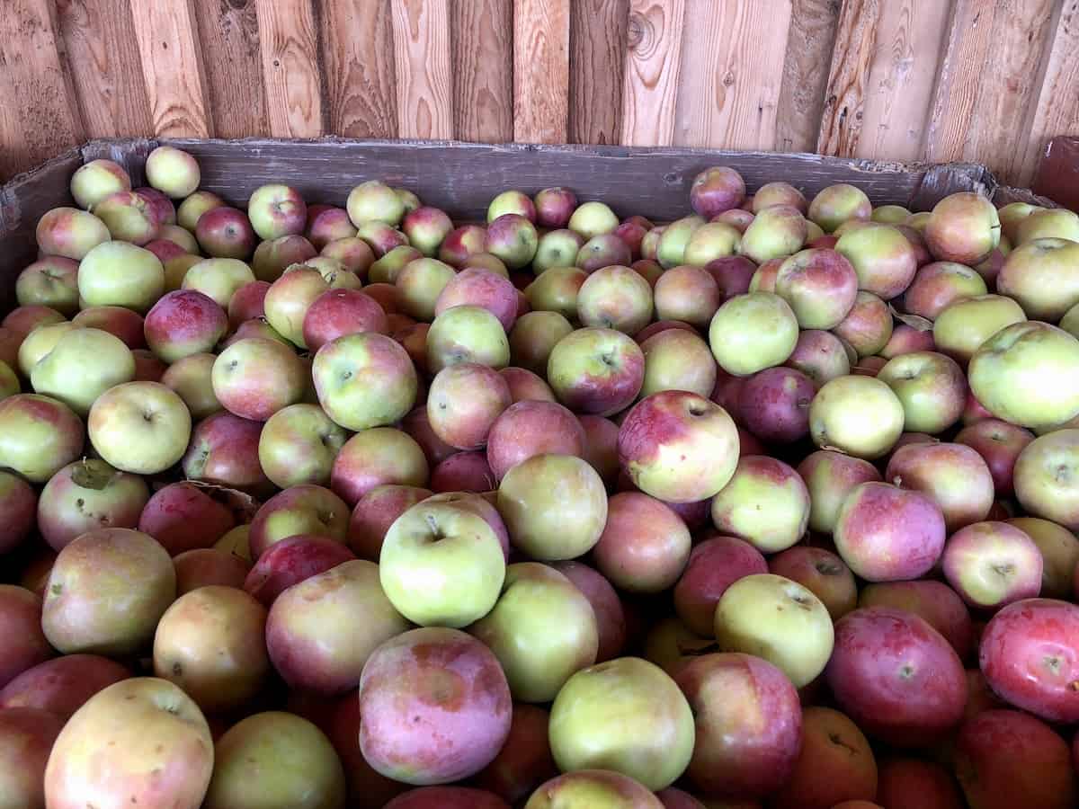 Large wooden bin of fresh mcintosh apples