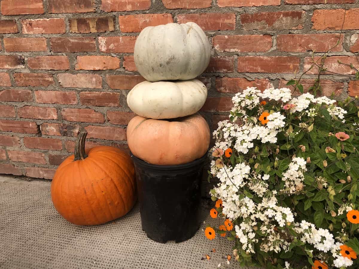 Little stack of ornamental pumpkins in front of brick wall
