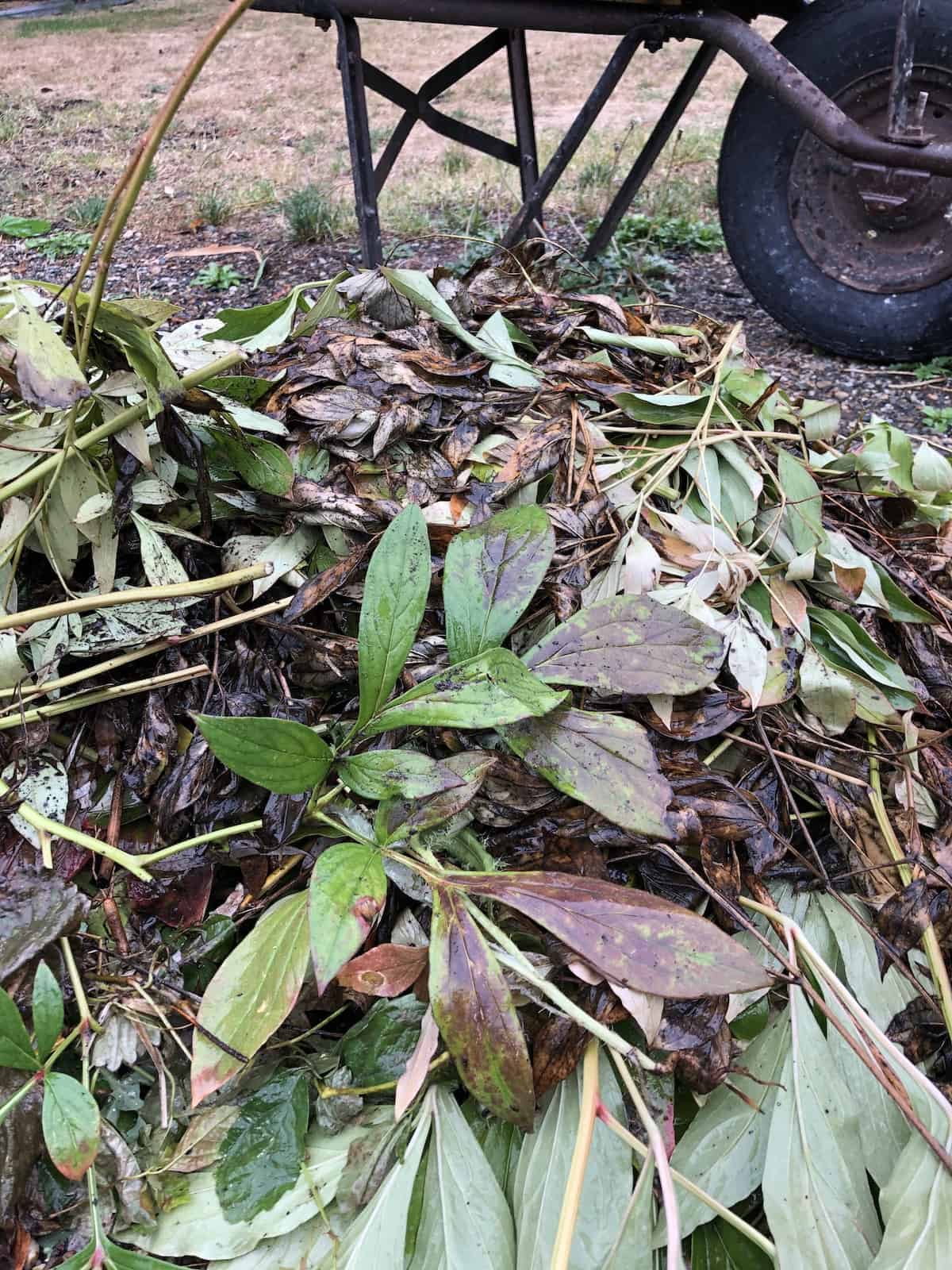 When to cut back peonies 🌺 ️ Learn the best timing for healthy blooms