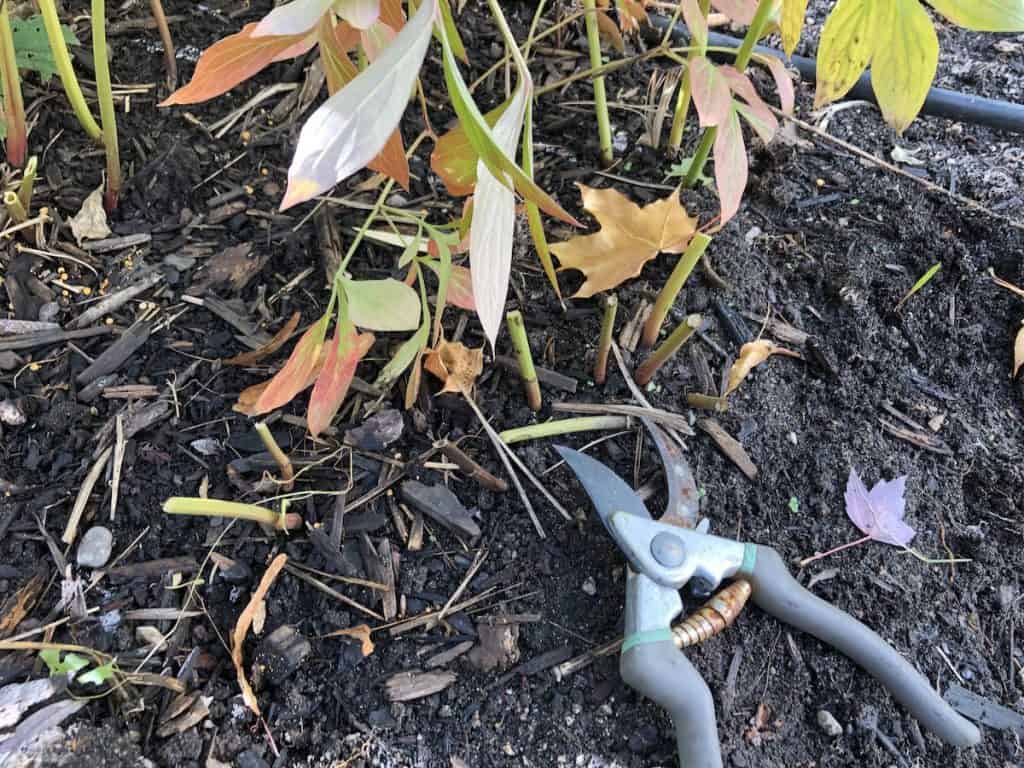 Peony stems after fall trim to the ground