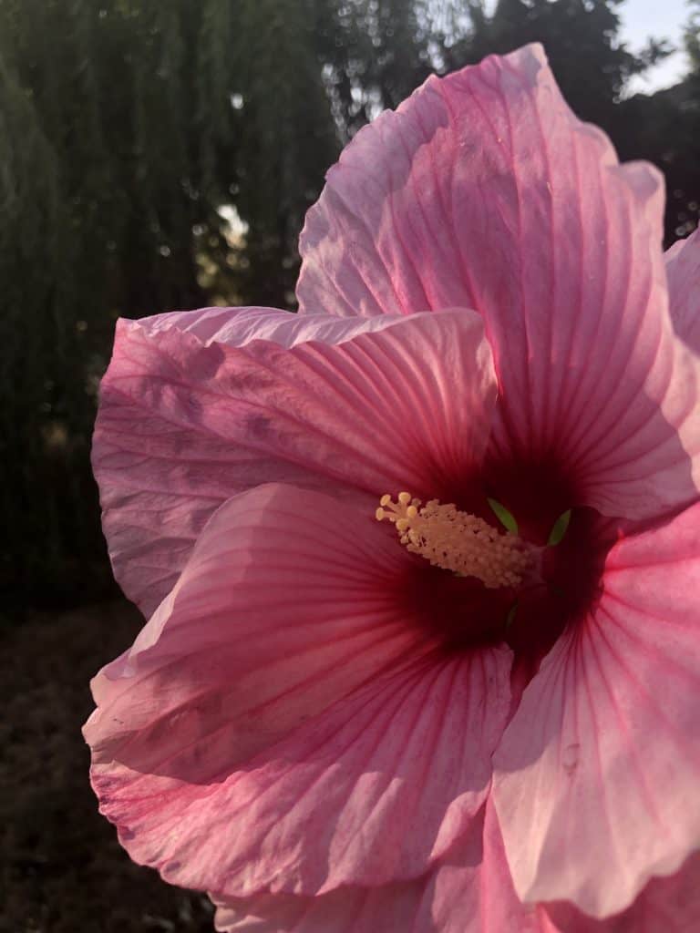Pink hibiscus in herbaceous perennial garden