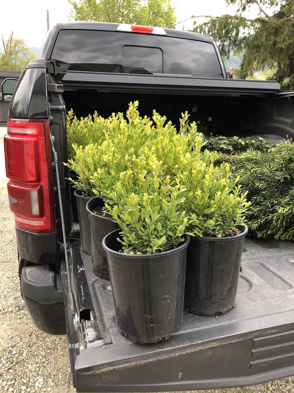 Planting boxwood shrubs for fall curb appeal