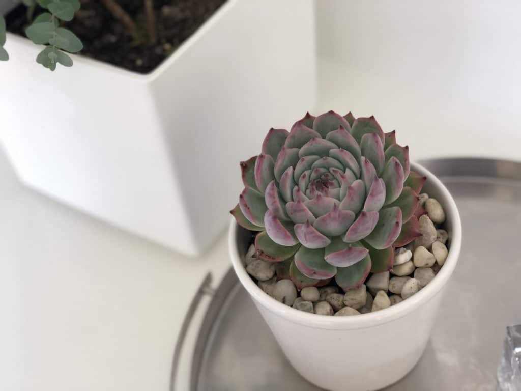 Potted succulent with rounded decorative gravel around it