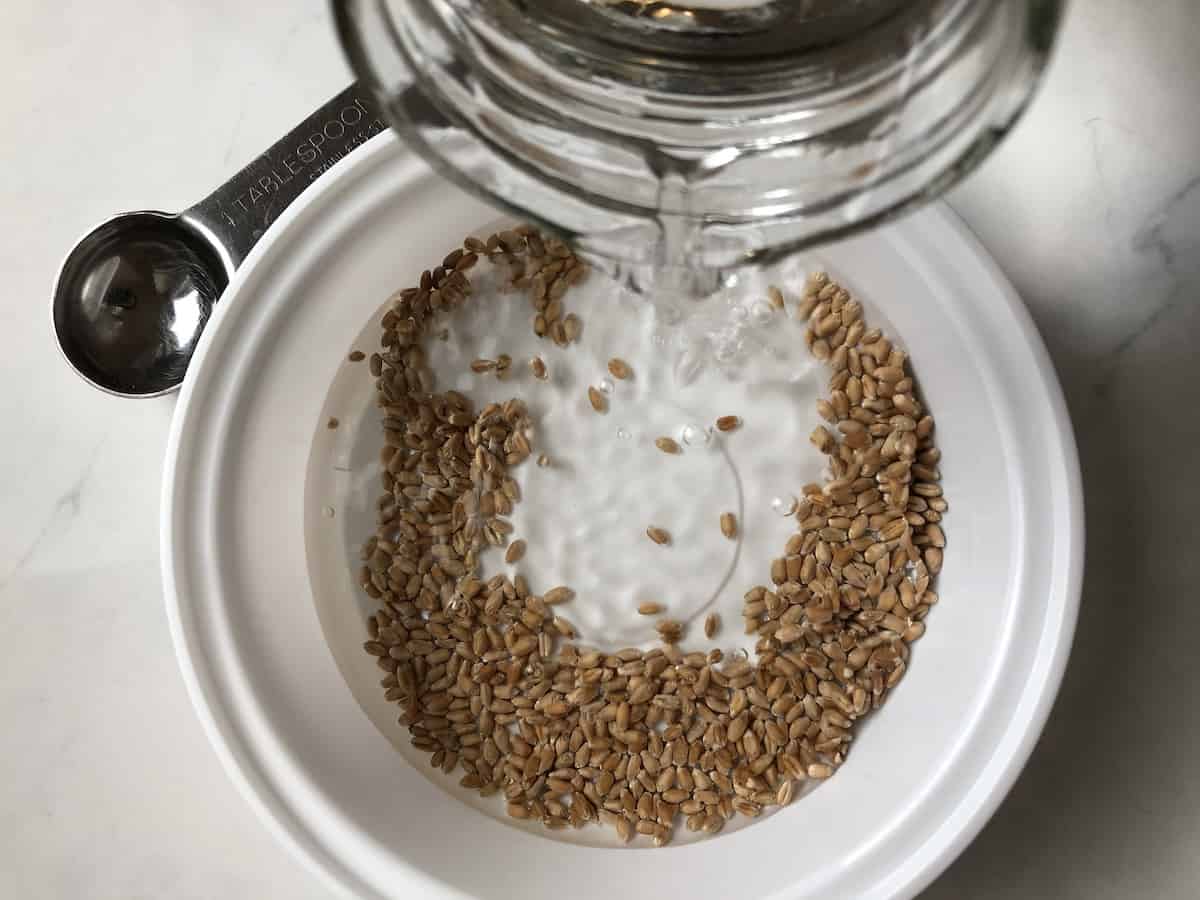 Pouring water into wheat seeds