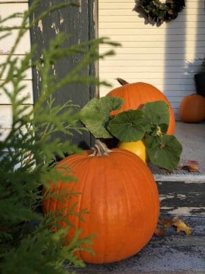 How long do pumpkins last? 🎃 🕰 What to expect, plus longevity tips