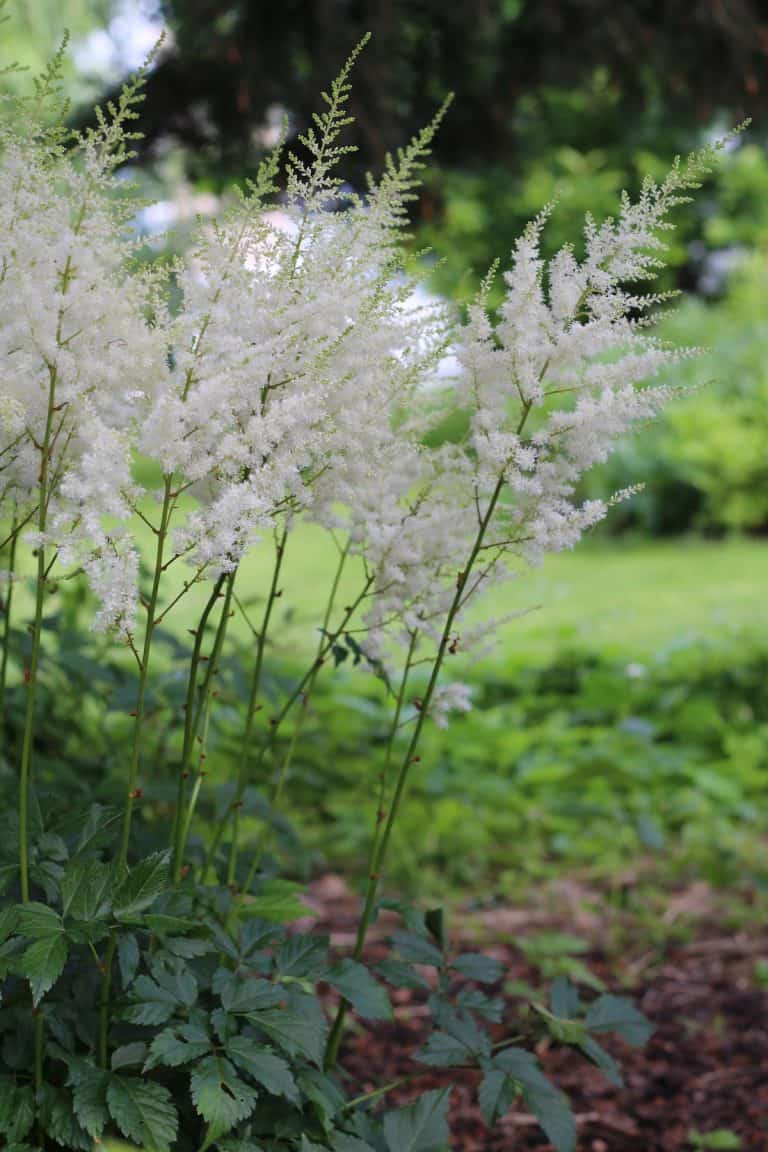 Shade Plants - Ideas for a Shady Garden or Low-Light Landscape