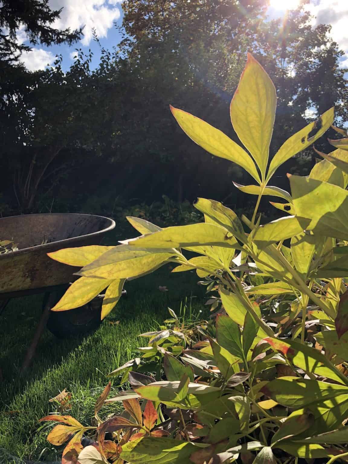 When to cut back peonies 🌺 ️ Learn the best timing for healthy blooms