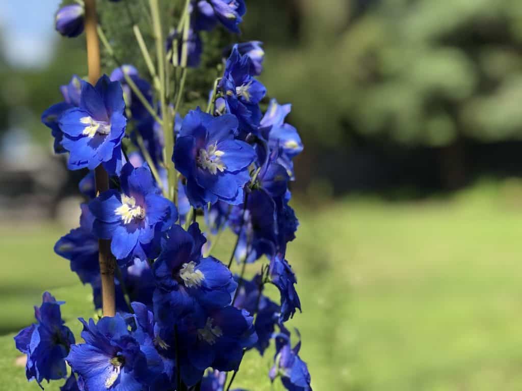 Blue delphinium flowers at back of cottage border garden